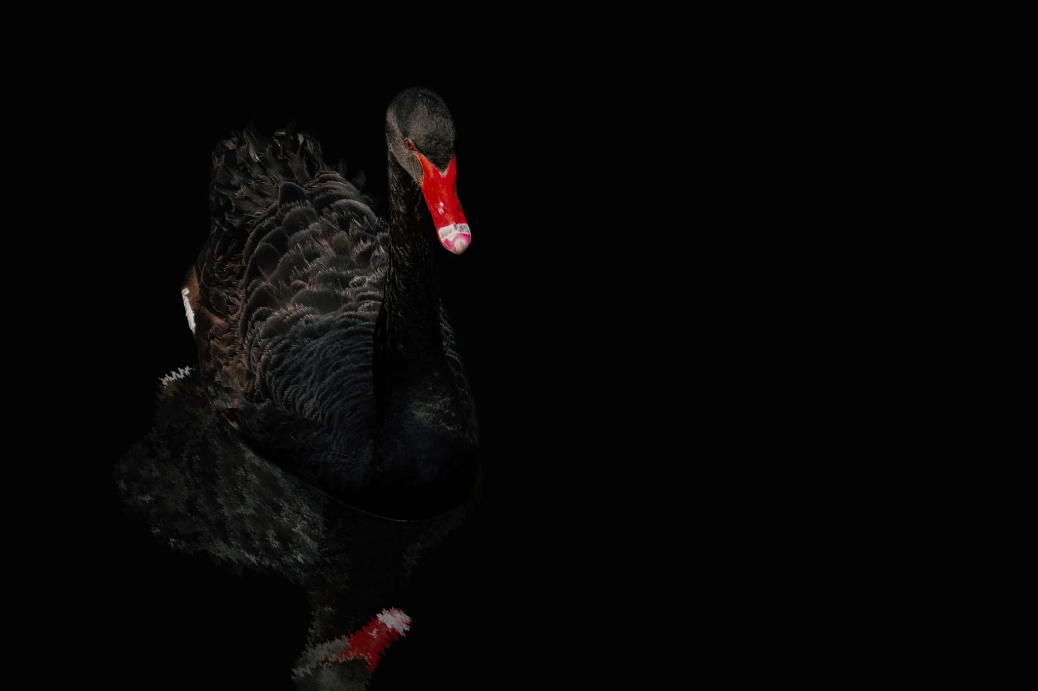 Wie man sich richtig auf einen Schwarzen Schwan vorbereitet